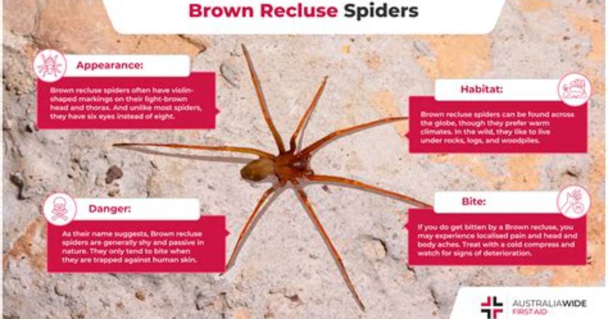 At Does Recluse Mean?