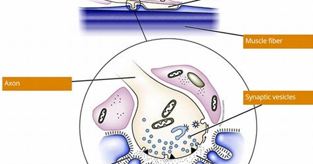 At Neuromuscular Junction Synaptic Vesicles Discharge?