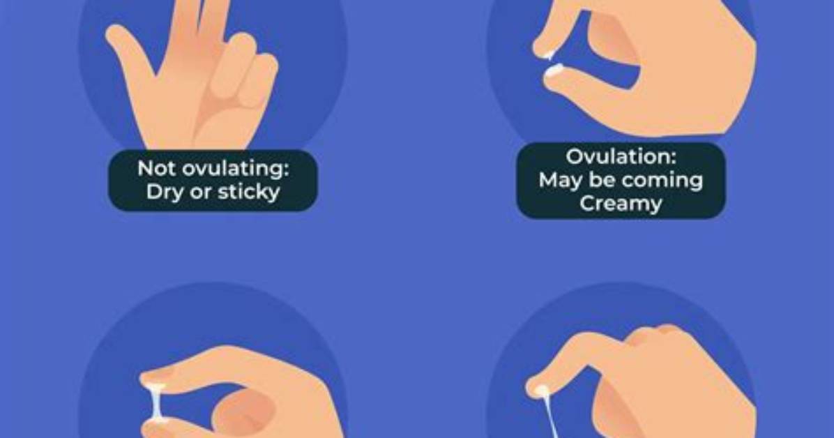 At Ovulation Cervical Mucus?