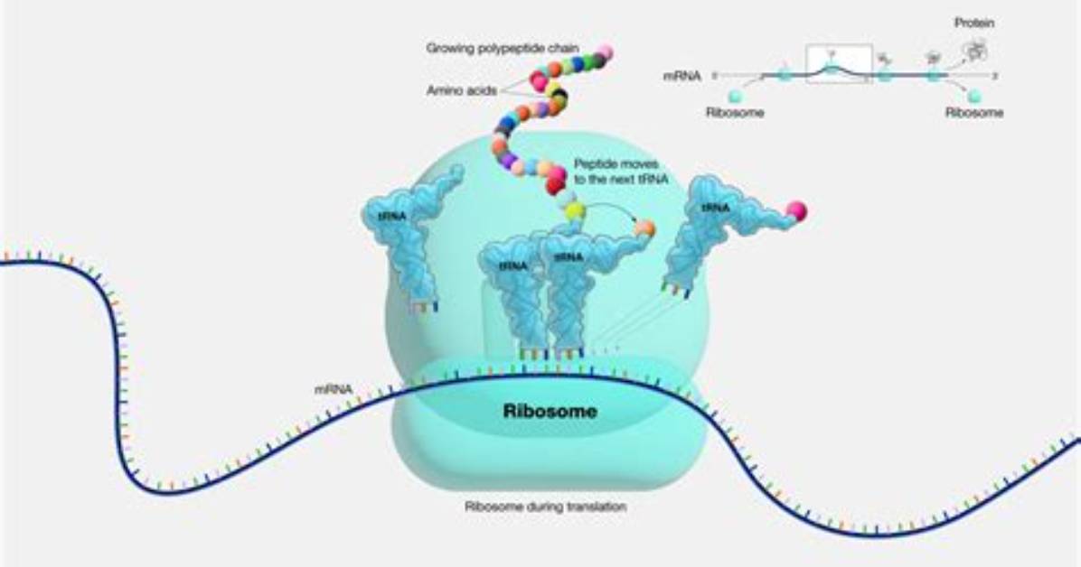 At Subunits Make up Proteins?