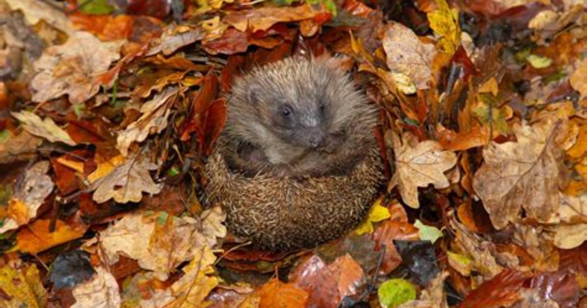 At What Temperature Do Hedgehogs Hibernate?