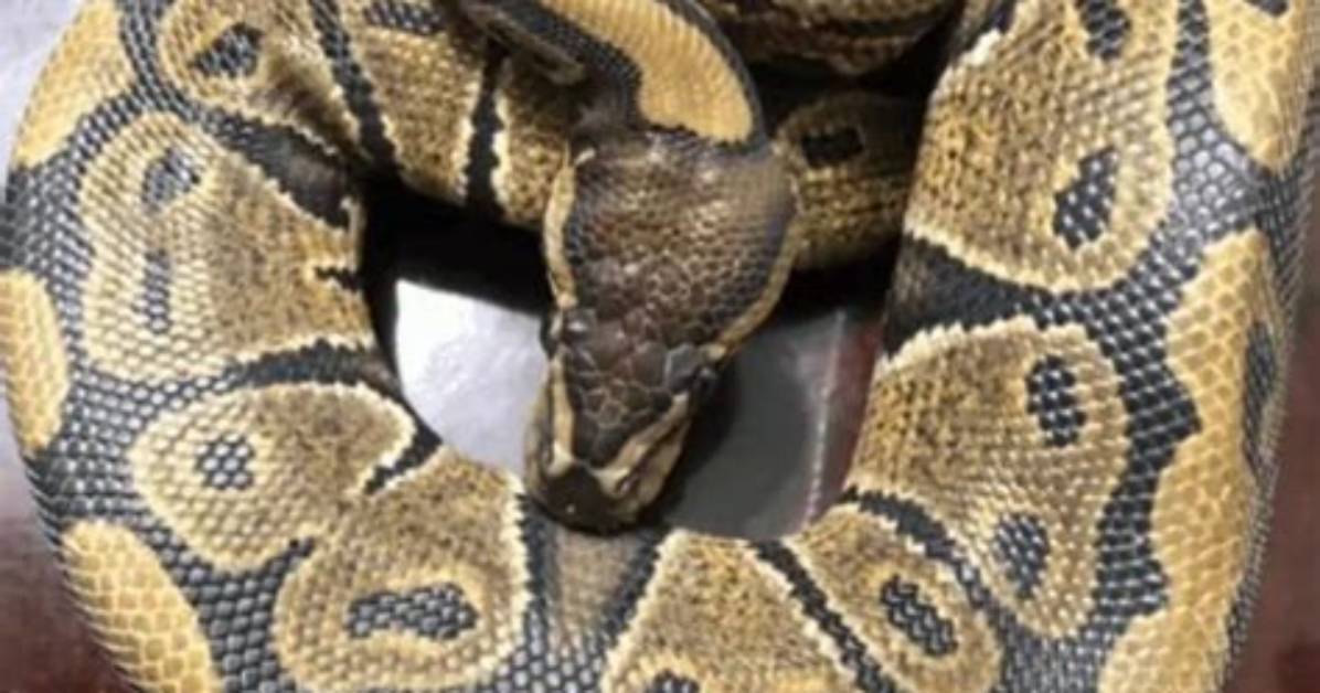 At What Temperature Do Snakes Become Inactive?