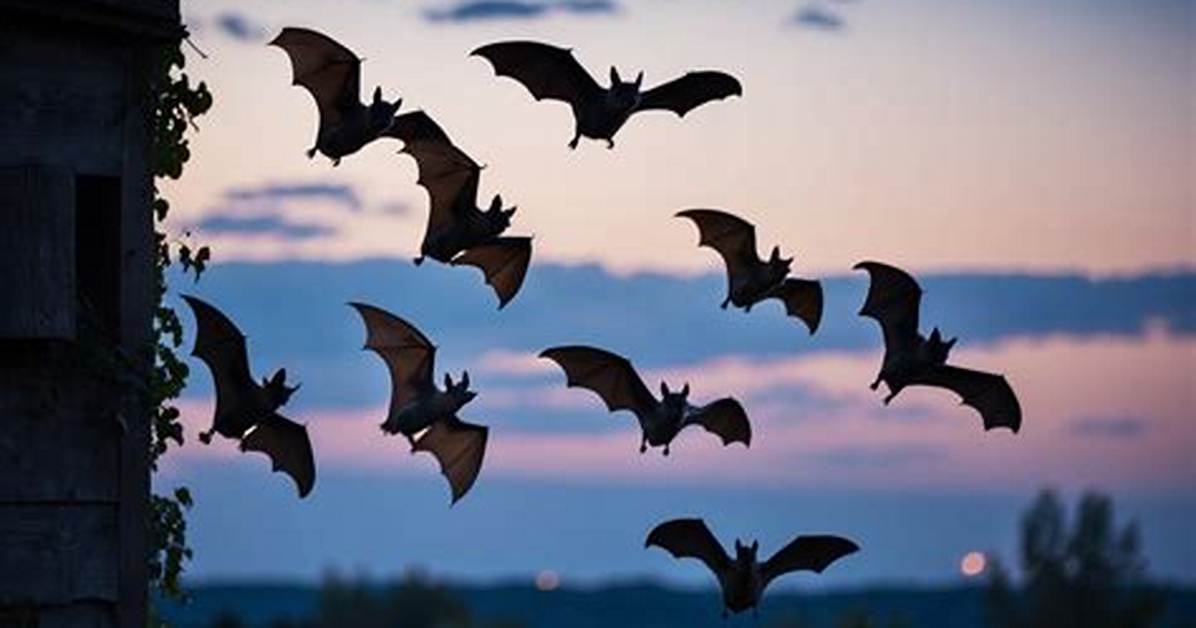 At What Time Do Bats Come out?