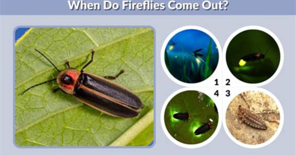 At What Time Do Fireflies Come out?