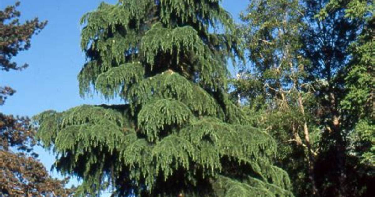 At Which Height Deodar Tree Is Found?