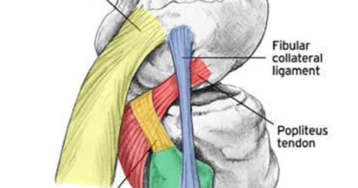 Attachments at Fibular Head?