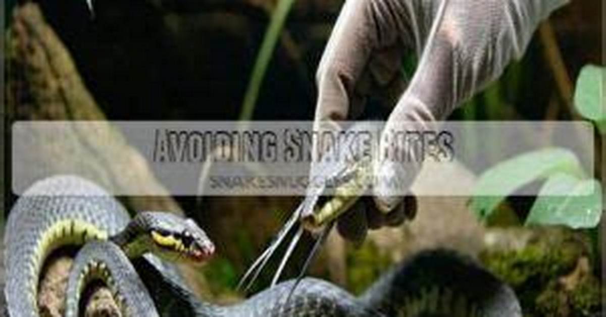 Avoiding Snake Bites at Feeding Time