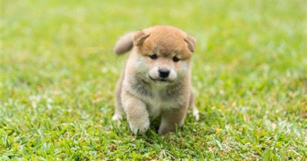 Baby Shiba Inu (Babyshibainu) Price History