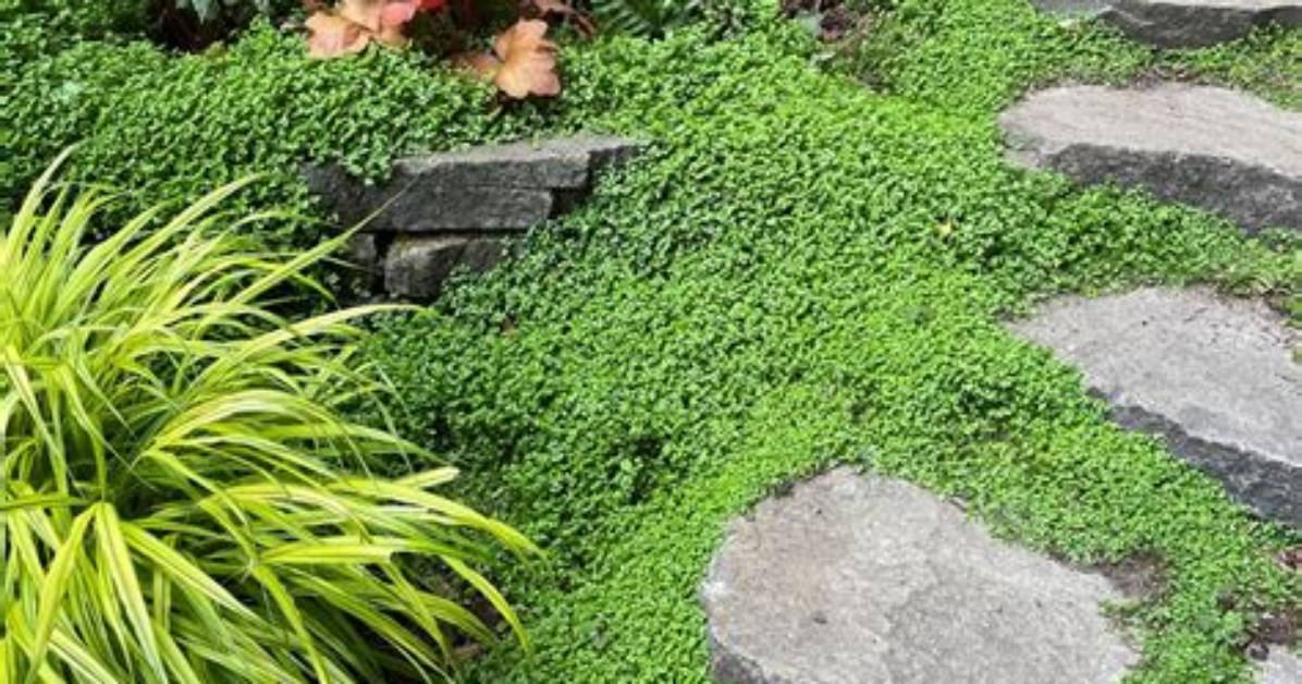 Babys Tears Ground Cover