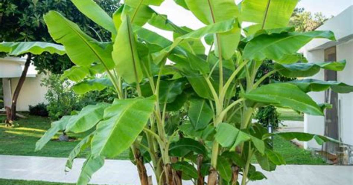 Banana Tree Temperature Range
