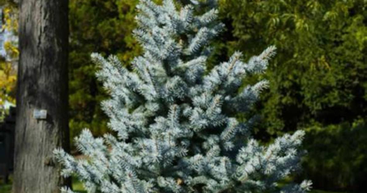 Bany Blue Spruce