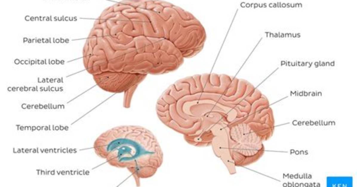 Basic Brain Anatomy Quiz