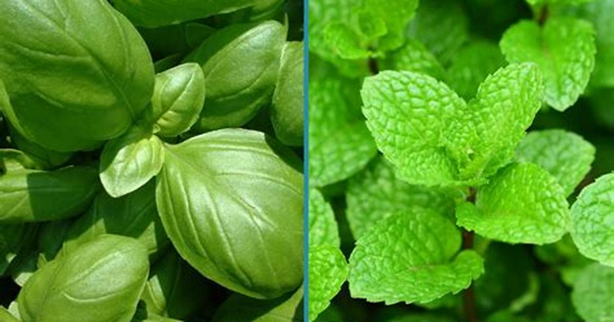 Basil vs Mint