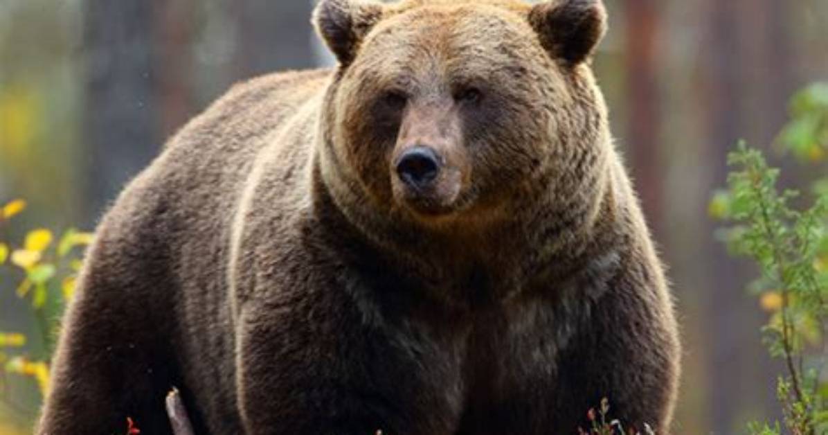 Bear Brown Net Worth 2024