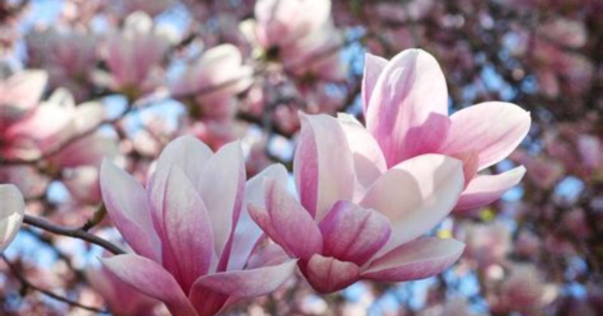Beautiful Magnolia Flowers | Country Living