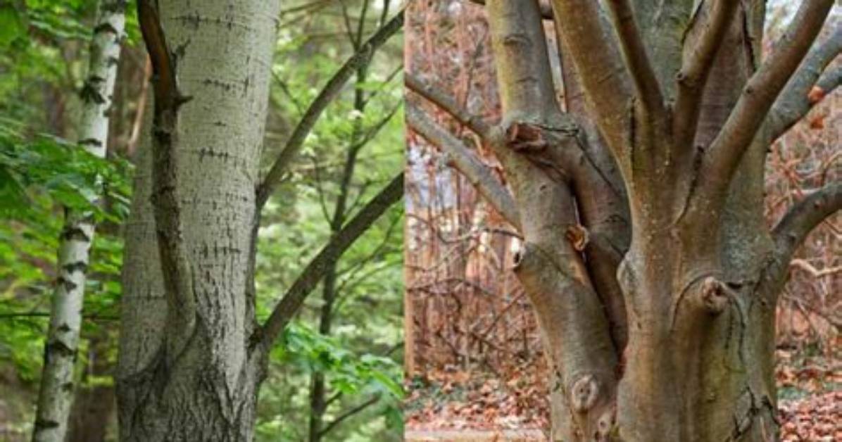 Beech vs Birch Tree
