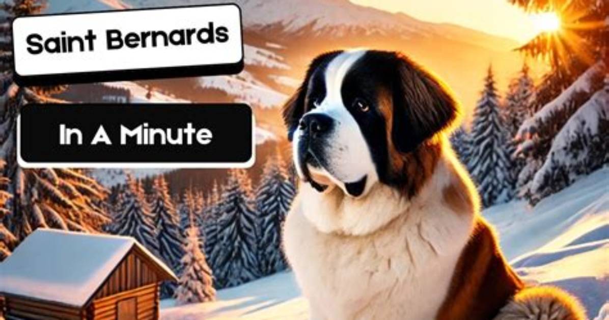 Bernard