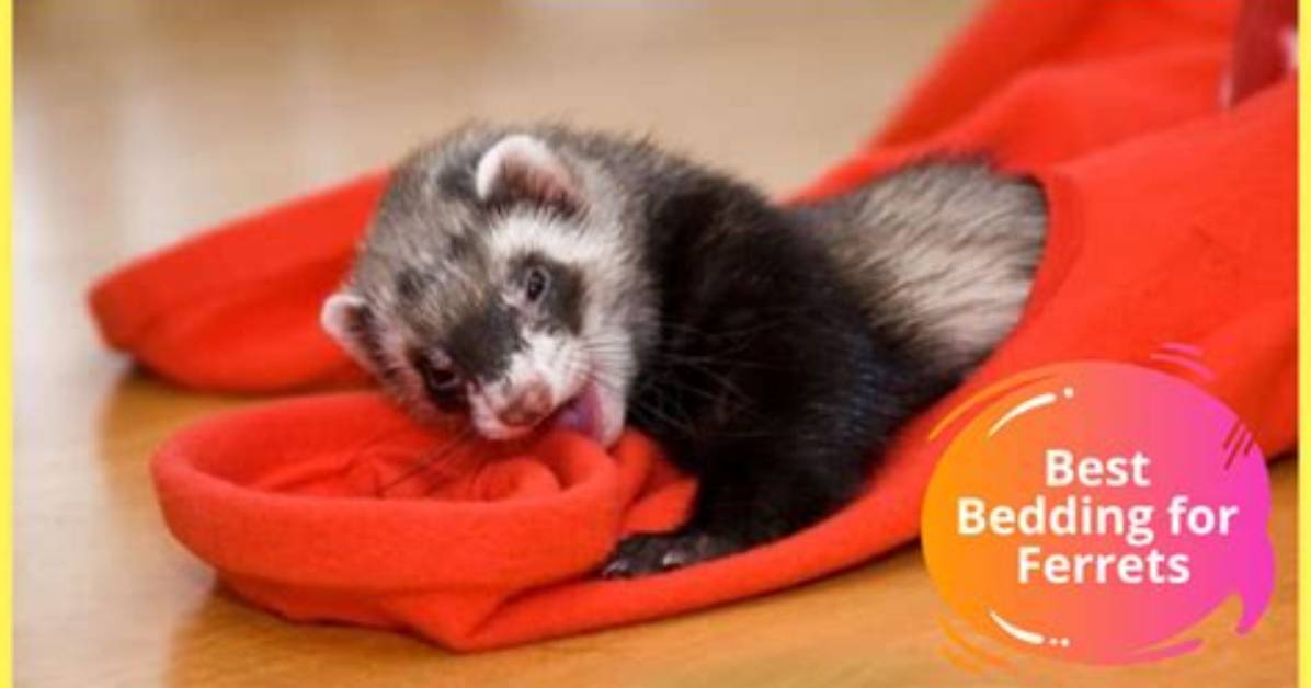 Best Bedding for Ferrets