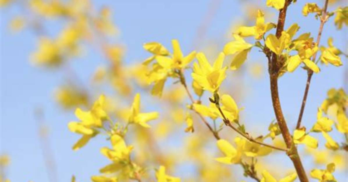 Best Yellow Flowers, Plants & Houseplants for Spring and Summer