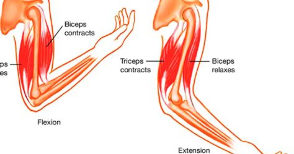 Biceps vs Triceps: Which Goes First? a Trainer Explains
