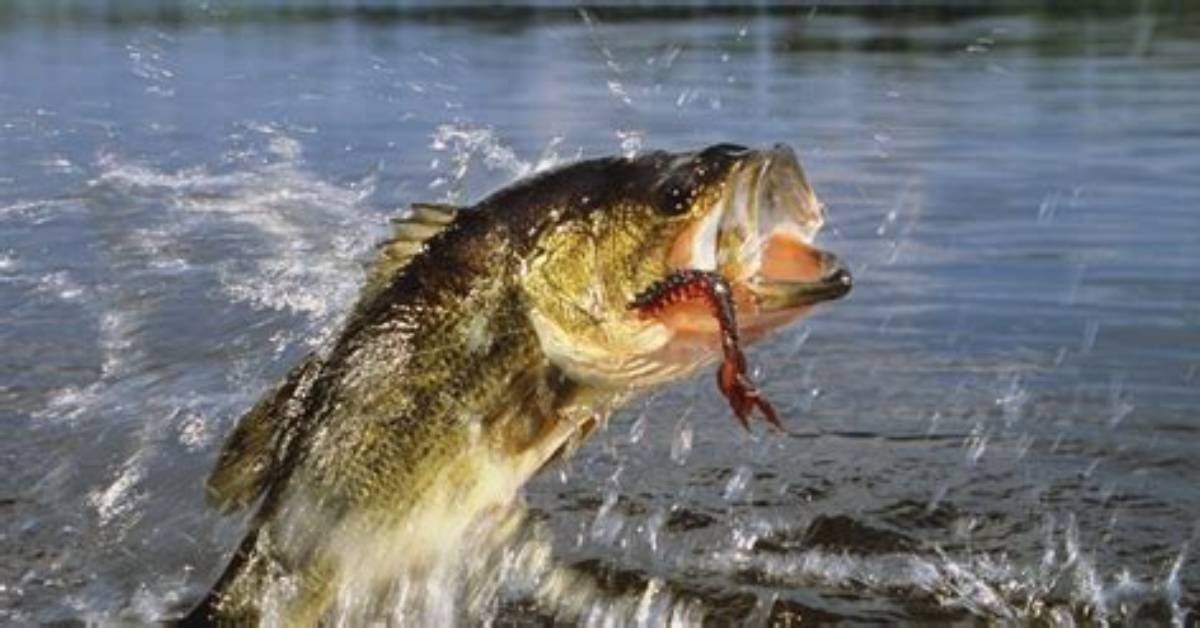 Big Bass Usually Caught When Sun Is at Its Highest