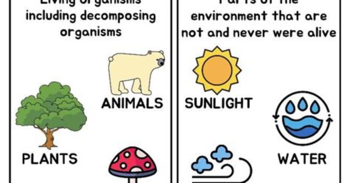 Biotic vs Abiotic You Won't Beat the Score! ! — Printable Worksheet