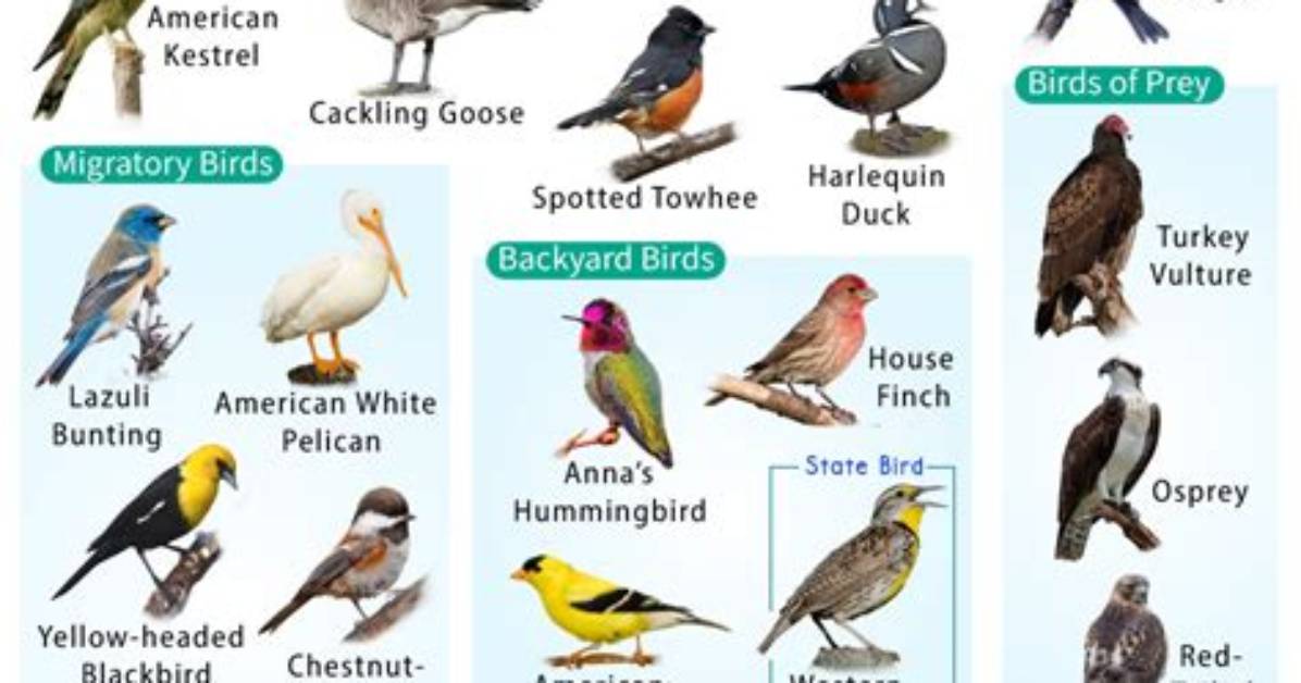Birds Native to Oregon