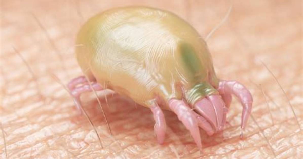 Biting Dust Mites