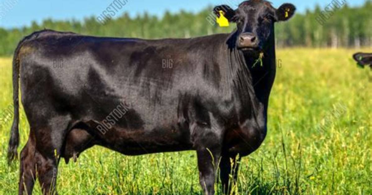 Black Cows