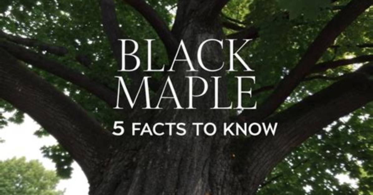 Black Maple Wood