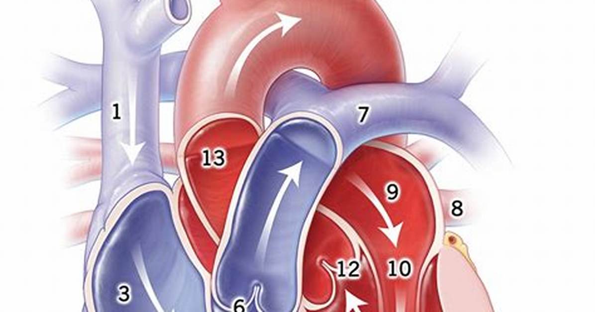 Blood Flow Order