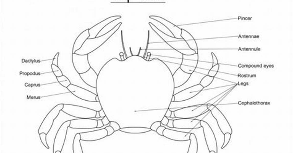 Blue Crab External Anatomy — Printable Worksheet