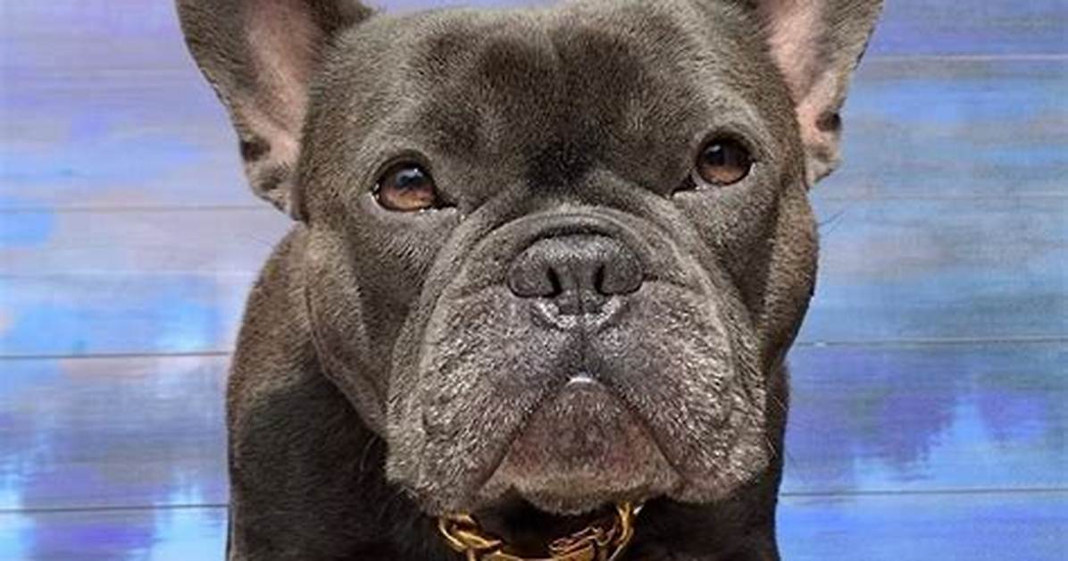 Blue Frenchie Apollo