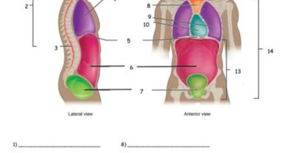 Body Labeling Quiz
