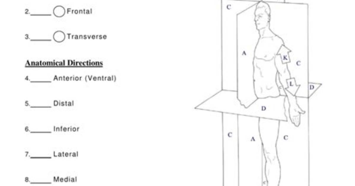 Body Planes and Sections — Printable Worksheet