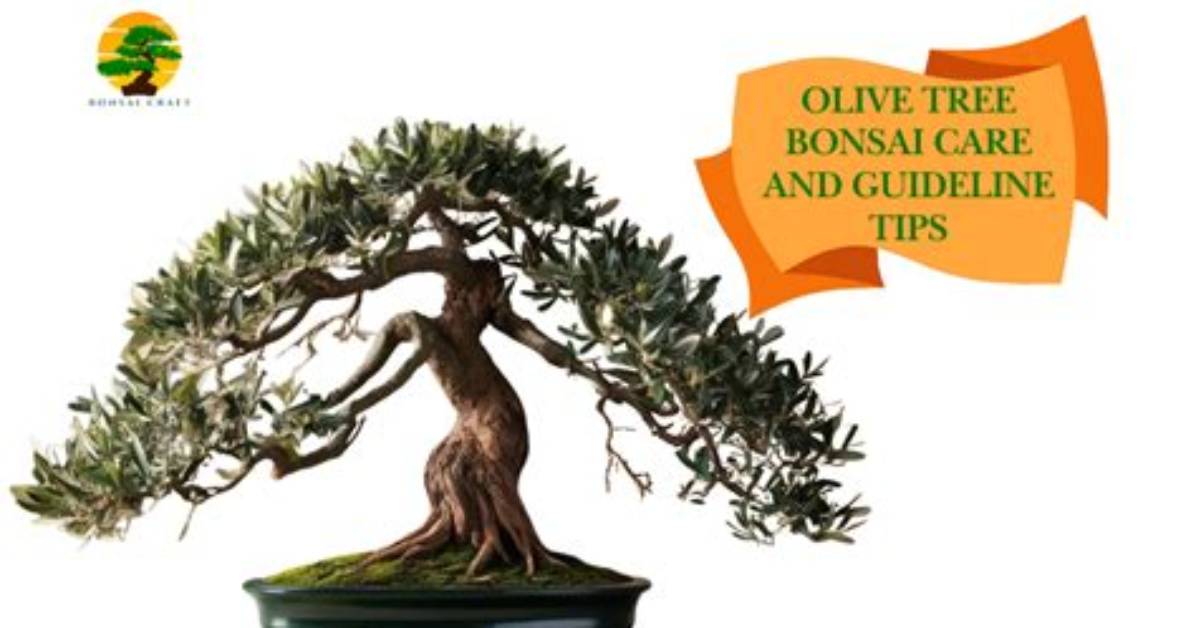 Bonsai Olive Tree Care