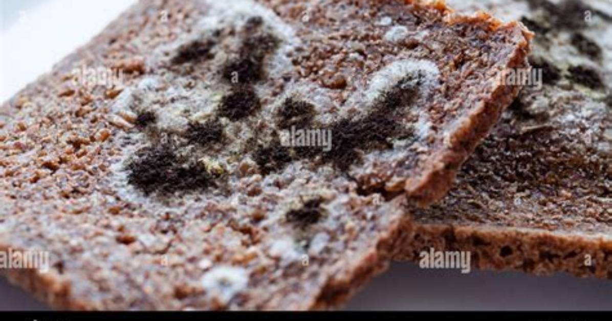 Boston Brown Bread Mold