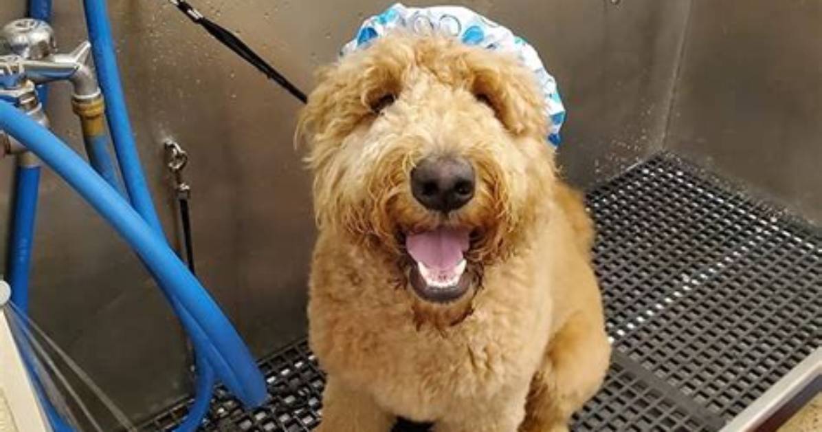 Bow-Wow, Wow: New Dog Groomer Olivers & Max Opens in Downtown Bg