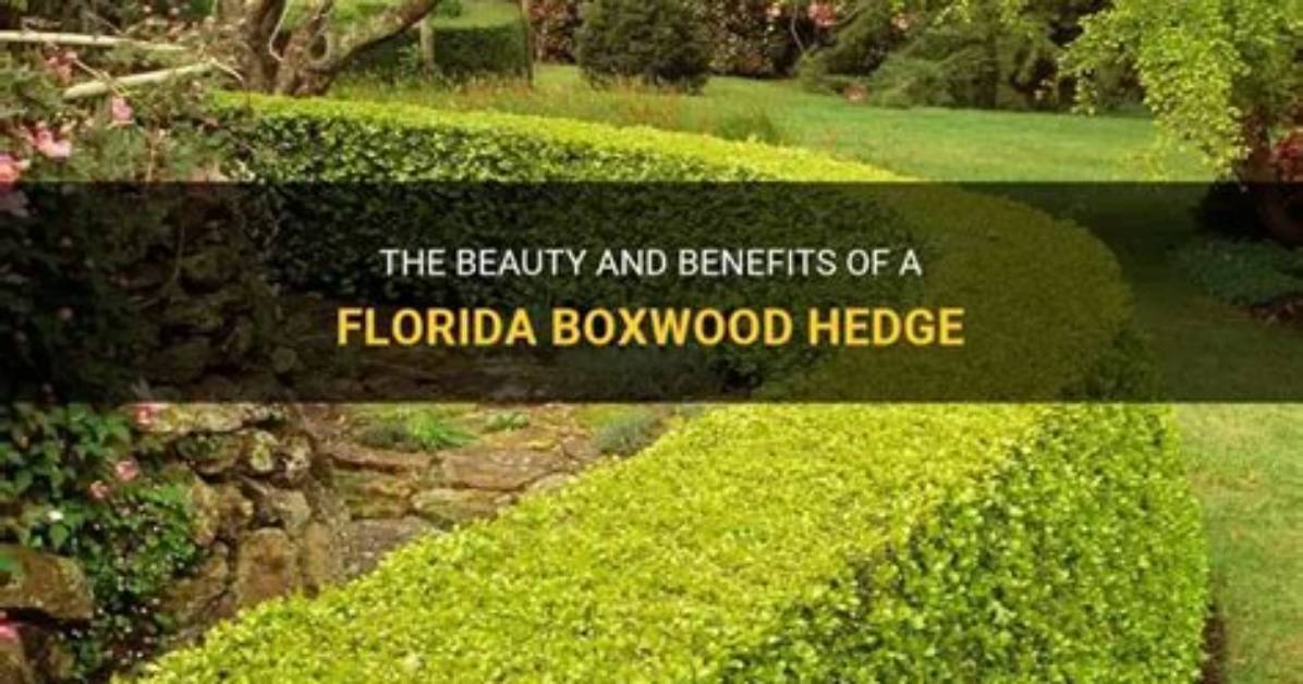 Boxwood Hedge Florida