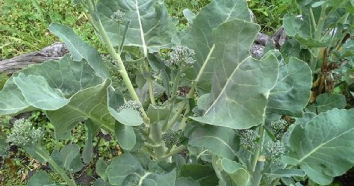 Broccolini Plant - How to Discuss