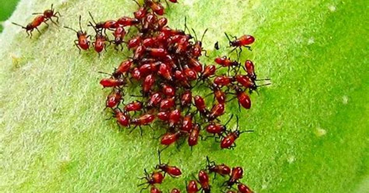 Bugs with Red Blood