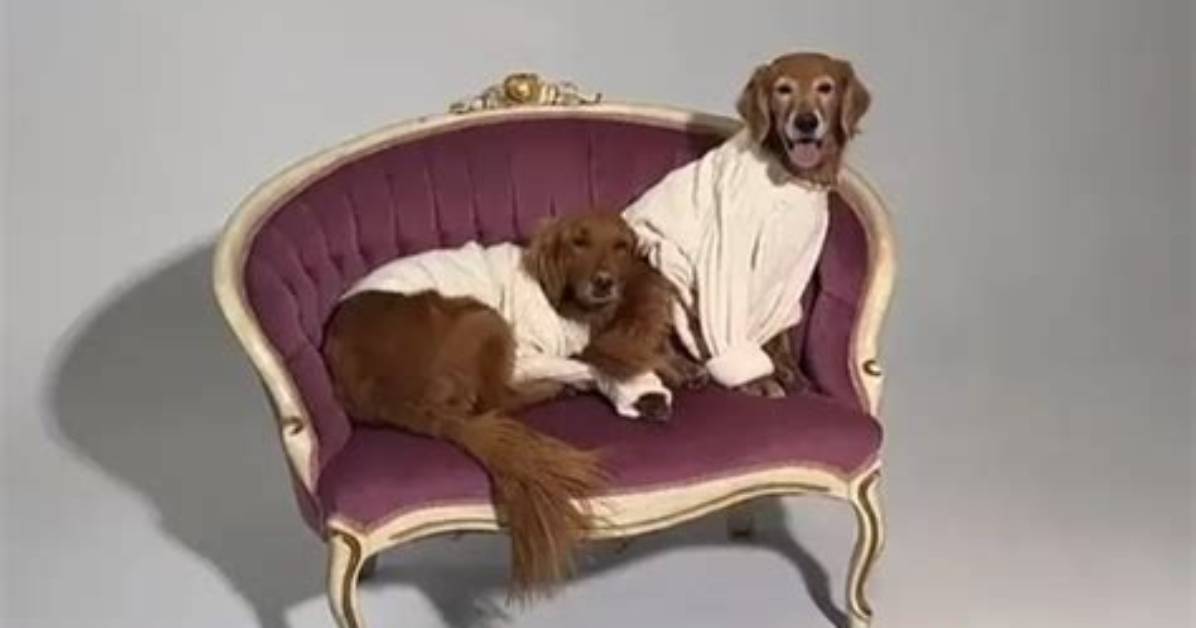 Burgundy Waller (Chip Girl) Pets
