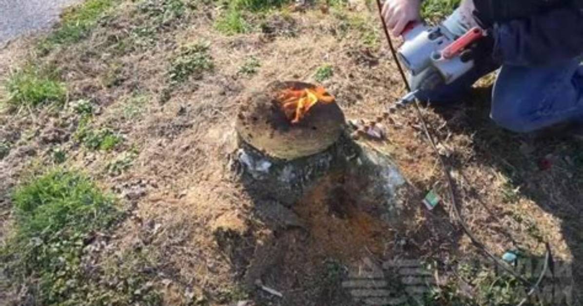 Burning a Stump with Kerosene