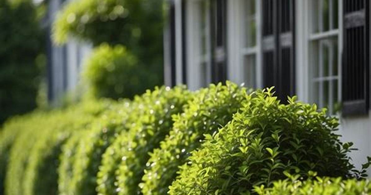 Bushes for Front of House