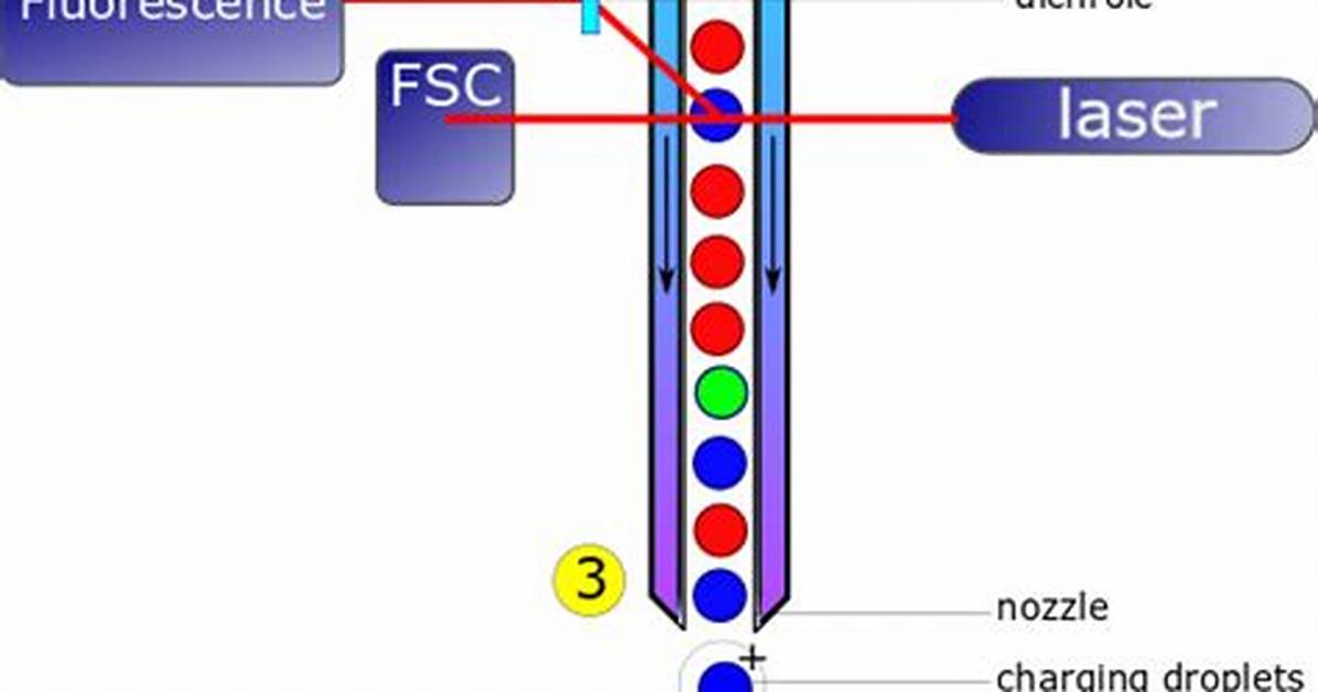By Flow Cytometry and Cell Sorting?