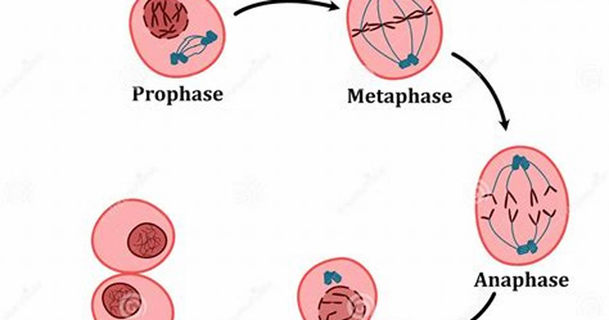 By Mitosis Cell Division?