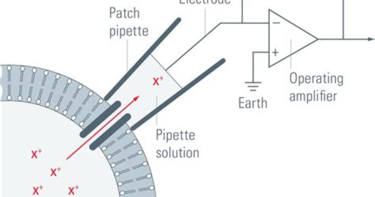 By Patch Clamp Technique?
