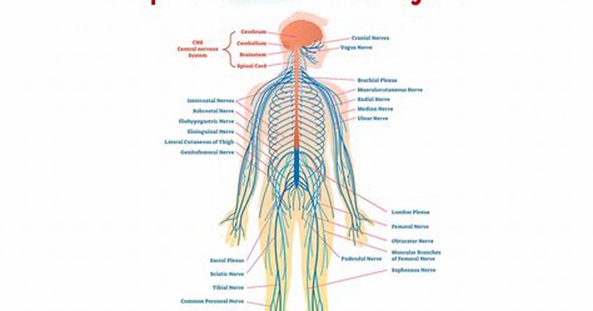 By Peripheral Nervous System?