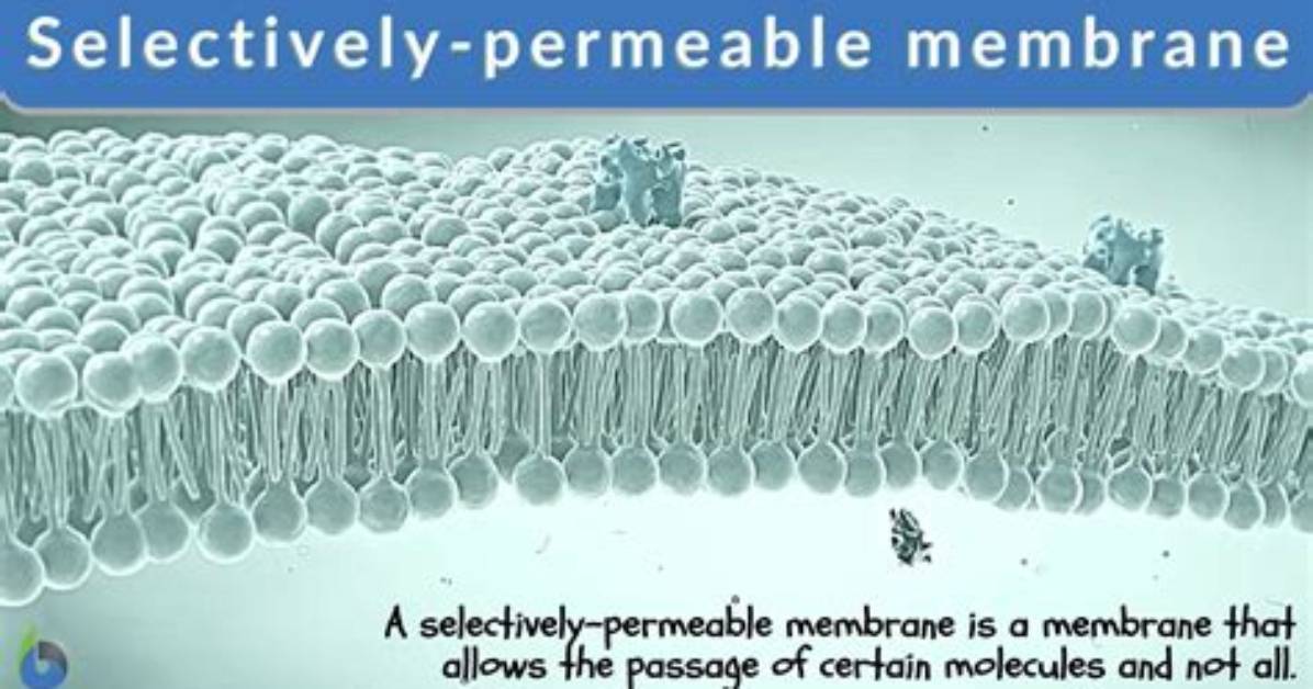 By Selectively Permeable Membrane?