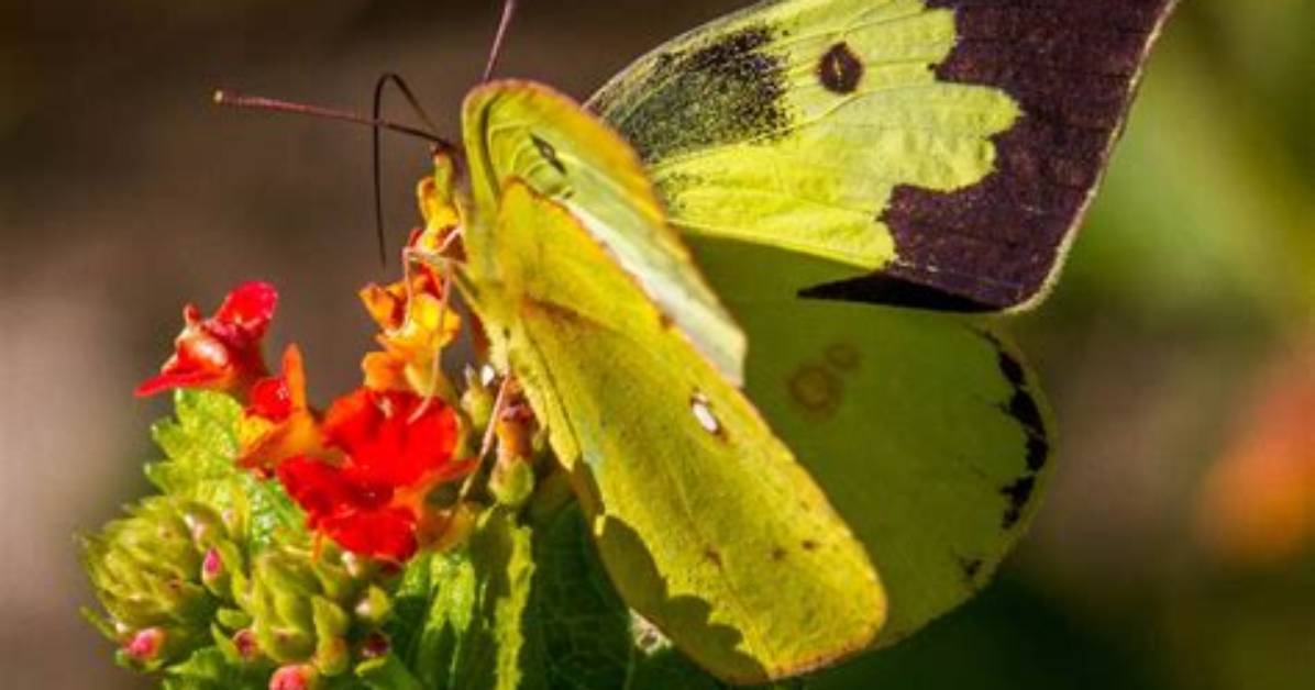 California State Insect